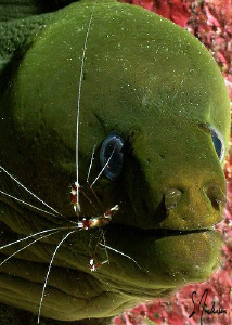 This is an image was taken during a dive in Roatan in 200... by Steven Anderson 